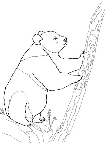 Giant Panda Bear Coloring Page